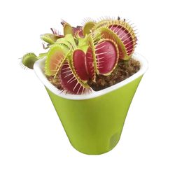 Carnivorous plant, Venus flytrap, Nepenthes piranha, super large clip insectivorous flytrap, indoor fun potted plant