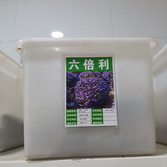 六倍利种子花种种籽翠蝶花山梗菜花半边莲南非半边莲南非山梗5