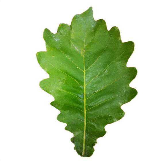 
Wild fresh rice dumplings leaves, dried rice dumplings, oak leaves, oak leaves, pineapple leaves, pineapple leaves, 100 large beard leaves per serving