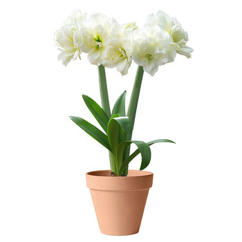 
Heidi's Garden Chengdu Zhudinghong Imported Ball Double-Featured Pot Plant