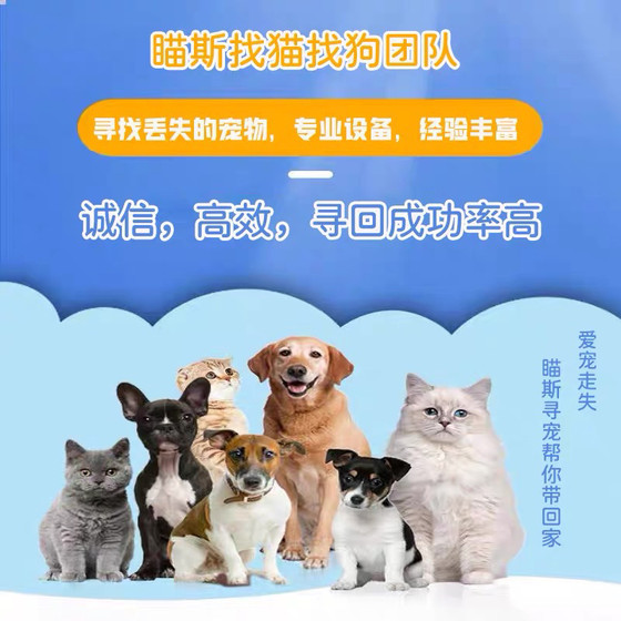 喵斯成都专业找猫狗团队寻猫狗宠物丢失救助寻宠上门服务全国连锁