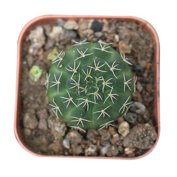 The real prickly pear cactus of Ruichang jade is easy to feed