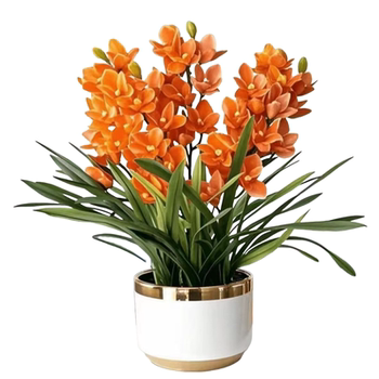 Lazy new product fragrance bulb orchid potted flowers collection, cold-resistant and blooming in all seasons