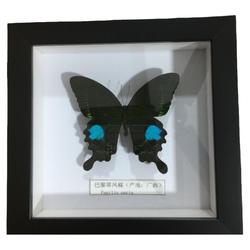 Skutečný Vzorek Motýla Fotorámeček Výuka Domácí Dekorace Ozdoby Svatba Narozeninový Dárek Kolekce Populární Věda Motýlí Stěna