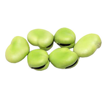Selected early-ripening broad bean seeds in farmhouse for four seasons