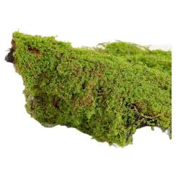 The editor strongly recommends green and environmentally friendly artificial moss plants