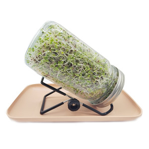 
Broccoli sprout seeds hydroponic set mason bottle germination jar easy to plant broccoli sprout seedlings broccoli seedlings