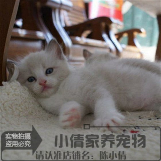 出售布偶猫 猫咪布偶猫蓝双海豹色 纯种家养活体宠物猫 布偶猫q