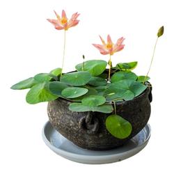 Bowl Lotus Blooms All Year Round, Hydroponic Plants, Water Lilies, Potted Aquatic Water-cultured Flower Plants, Indoor Flowers, Good For Growing Flowers And Green Plants