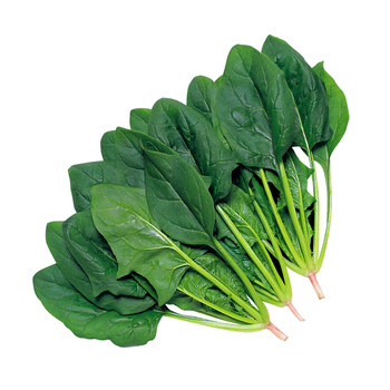 
Soil spinach seeds red root pineapple seeds, pineapple seeds, vegetarian seeds, vegetarian seeds, vegetarian seeds, vegetarian seeds, vegetarian seeds, vegetarian seeds, vegetarian seeds, vegetarian seeds, vegetarian seeds, vegetarian seeds, vegetarian seeds, vegetarian seeds, vegetarian seeds, vegetarian seeds, vegetarian seeds, vegetarian seeds, vegetarian seeds, vegetarian seeds, vegetarian seeds, vegetarian seeds, vegetarian seeds, vegetarian seeds, vegetarian seeds, vegetarian seeds, vegetarian seeds, vegetarian seeds, vegetarian seeds, vegetarian seeds, vegetarian seed