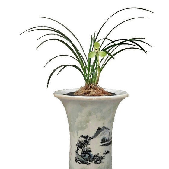 
Flowerless old species Song Mei, Chunlan plum petals represent the fragrance, the leaves are elegant and free and easy to bloom during the Spring Festival.