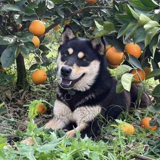 四眼狗铁包金铁包银宠物狗黑狗中华田园犬忠诚护主看家护院混血狗