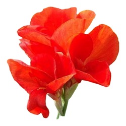 Canna Bulbs Are Easy To Grow In All Seasons, Flower Pots, Outdoor Courtyard Ground Plants, Flower Seedlings, Perennial Rhizomes With Buds