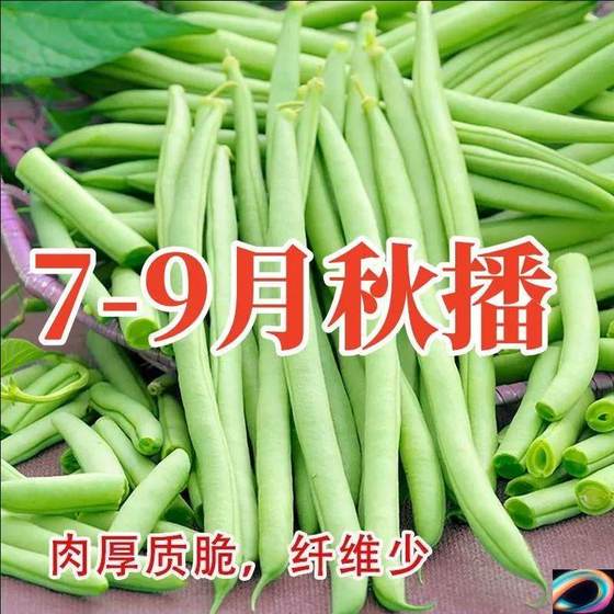 晚秋四季豆种子高产早熟红花搭架芸豆种子春季架豆种子蔬菜种孑