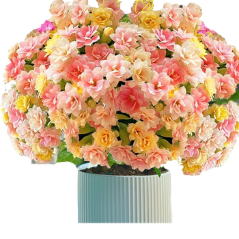 A+ grade longevity flower pot plant is easy to maintain in all seasons