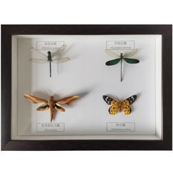 Skutečný Hmyzí Vzorek Motýla Vzorek Hmyzu Fotorámeček řemesla Ukázka Hmyzu Výstavní Displej Dárek K Svátku