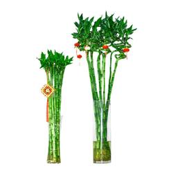 Rooted Transfer Bamboo Guanyin Bamboo Hydroponic Flower Plant Rich Bent Bamboo Water Culture Potted Plant In Living Room Office To Attract Wealth