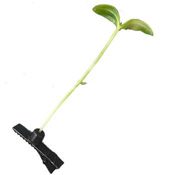 Hairpin plastic funny personality little grass bean sprouts for children