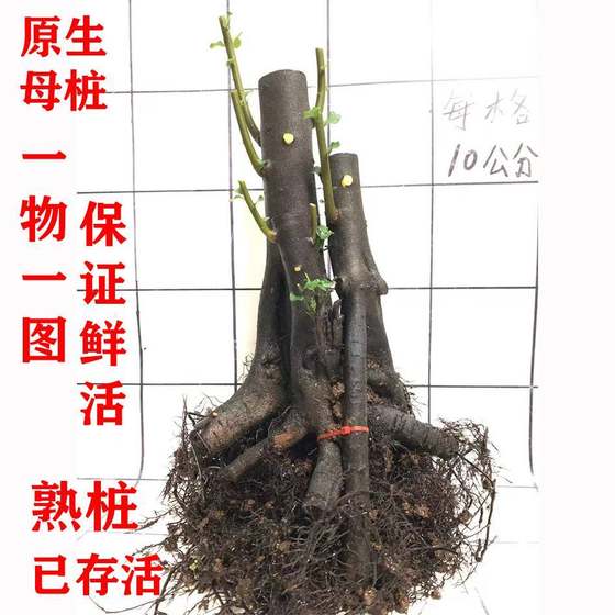 速发金撢子老桩盆栽带果单景树庭院绿植熟母挂品种不落叶灌木客厅