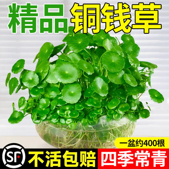 铜钱草水培植物水养草籽花卉办公室绿植盆栽金钱草鱼缸四季好养活