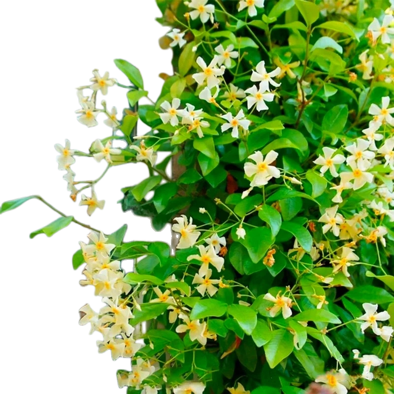 浓香风车茉莉爬藤植物大苗庭院爬墙四季开花苗老桩耐寒常青不落叶-Taobao