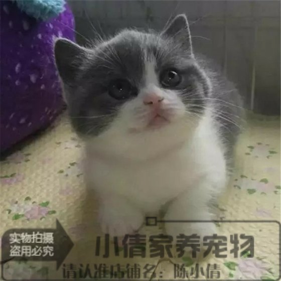 英短蓝白英国短毛猫家养活体幼猫宠物猫正八字粉鼻纯种蓝白英短q