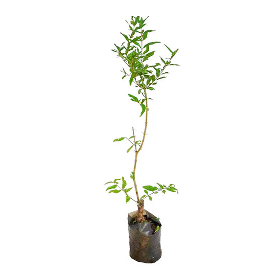 
Pomegranate saplings, ground planting, courtyard fruit saplings, Tunisian soft-seeded pomegranate saplings, potted plants planted in the north and south, four seasons