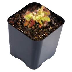 Earth Pitcher Carnivorous Plant Landscaping Rainforest Tank Cordyceps Plant