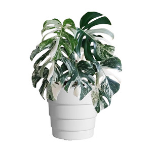 
Meishi monstera special large flower pot thermal planting root control breathable resin plastic Qingshan extra large large diameter living room