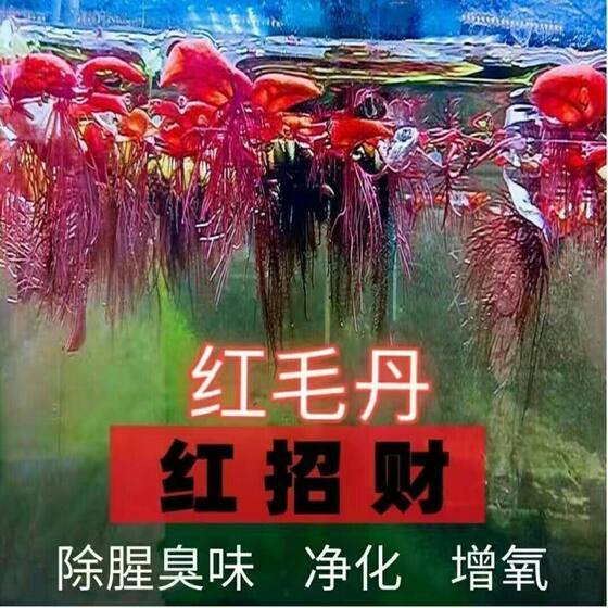 红毛丹增氧水草耐寒耐冻水培植物清理神器清全套真草招财净化鱼1