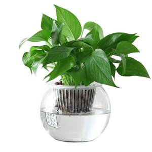 
Simple hydroponic green ivy flower pot glass vase transparent plant container water-raising decorative utensils living room flower arrangement ornaments