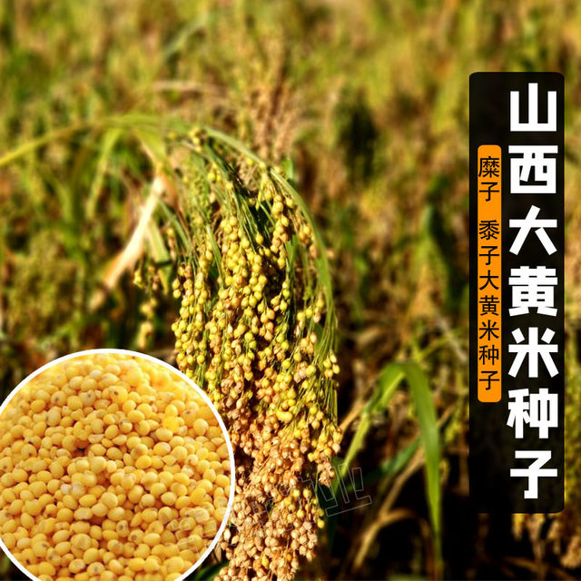 Shanxi specialty rhubarb rice seeds, broomsticks, millet seeds, millet ...