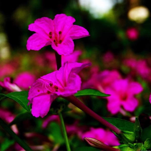 紫茉莉花种子易种花卉夜来香种子 夜里香的花地雷花 粉豆花胭脂花