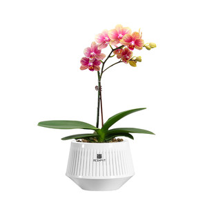 
The new Meishi Phalaenopsis special flower pot with root control, breathability, light luxury and high-end sense double-layer pot plastic hydroponics Qingshan