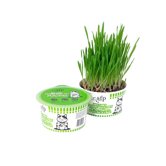 
afp lazy instant noodles cat grass cup potted plants to help eliminate hairball grass planting cat snacks mixed with food self-sown and individually packaged