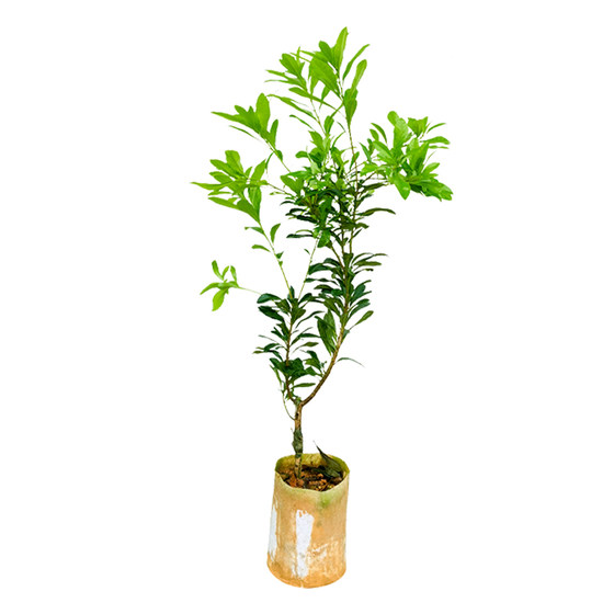 
Bayberry saplings, black charcoal, Dongkui bayberry extra large saplings, grafted fruit seedlings, fruit seedlings, planting in the north and south with soil in the same year