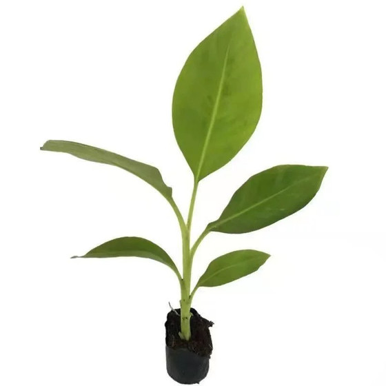 Banana seedlings in the south, four seasons, apple banana red skin dwarf banana cold-resistant indoor potted fruit seedlings garden
