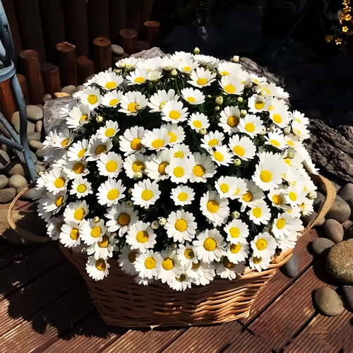 Семена семян цветов сеяют цветы и цветущие фениксы, обращенные на семена подсолнечника.