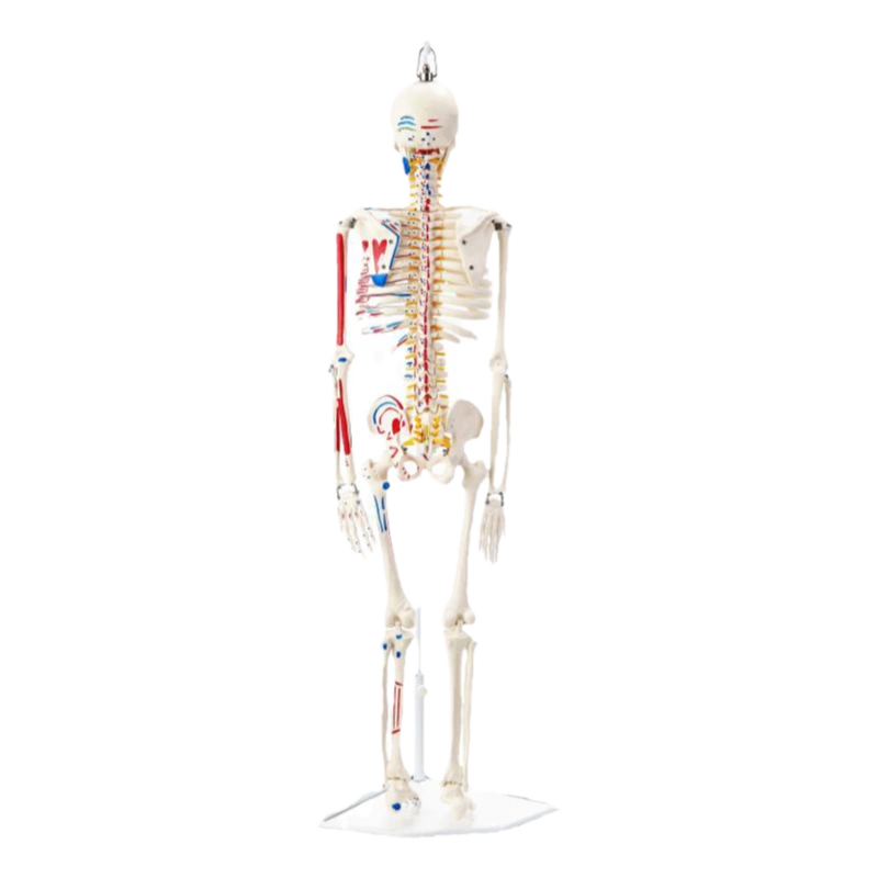 85cm人体骨骼模型170cm骨架人体骨架成人大白骷髅标本教学脊椎全-Taobao
