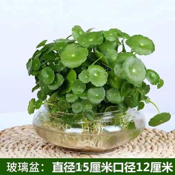 通用栽花盆栽植物室内睡莲客厅常青养活花卉小绿植园艺金钱草家庭