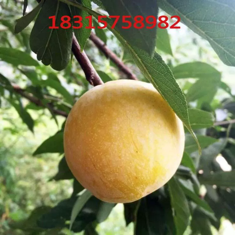 黄金李子树苗 黄布林李子苗 嫁接李子树苗南非黄金李子苗当年结果