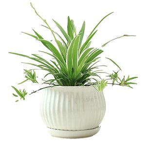 
Flower pot ceramic pothos special price clearance large medium size household succulent green plants European style white Phalaenopsis pot wholesale