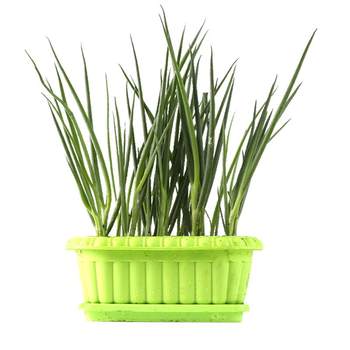 
Four seasons green onion seeds seedlings chive seeds green onion potted green onion seeds vegetable seedlings divided into green onion dried shallots