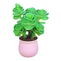 Money Tree Old Pile Succulents Indoor Small Potted Living Room Green Plants And Flowers Remove Formaldehyde Money Tree Easy To Maintain And Live