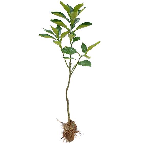 Guangxi Shatian grapefruit tree seedlings grafted three red heart honey pomelo courtyard greening north and south planting pots planting fruit seedlings