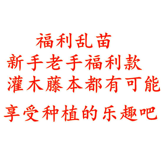 月季混苗牙签苗月季玫瑰不知道品种黑巴克咖啡师黄油绝色樱桃果汁