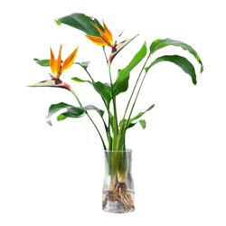 Bird Of Paradise Hydroponic Plant Strelitzia Reginae Potted Plant Large Green Plant Indoor Flower Water Culture Four Seasons Evergreen Purify The Air