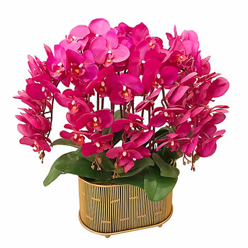 Phalaenopsis, Fennel, Purple-banded Foil, easy to maintain in all seasons