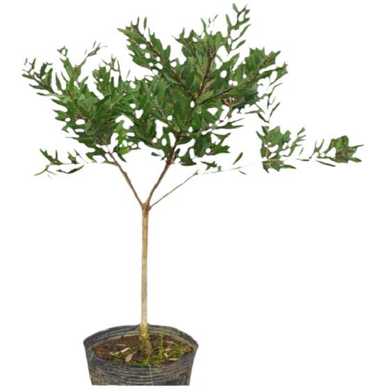 
Red Melaleuca potted garden green seedlings saplings bottle brush tree string Qianliu Meihua red Melaleuca saplings villa