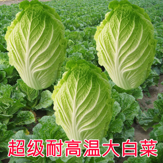 越夏耐热白菜种子夏季秋季种植结球白菜种籽农家田园四季蔬菜种孑